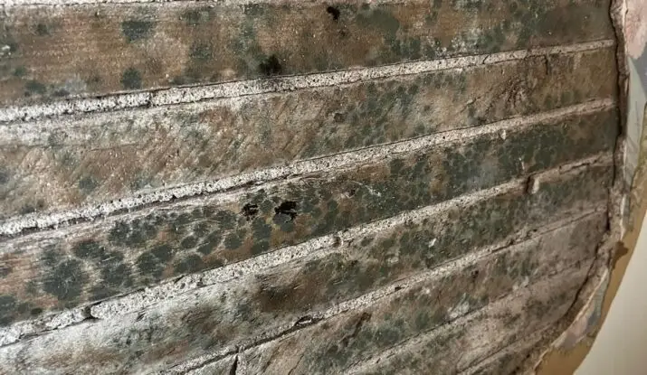 Mold Myths Debunked: What Every Homeowner Needs to Know