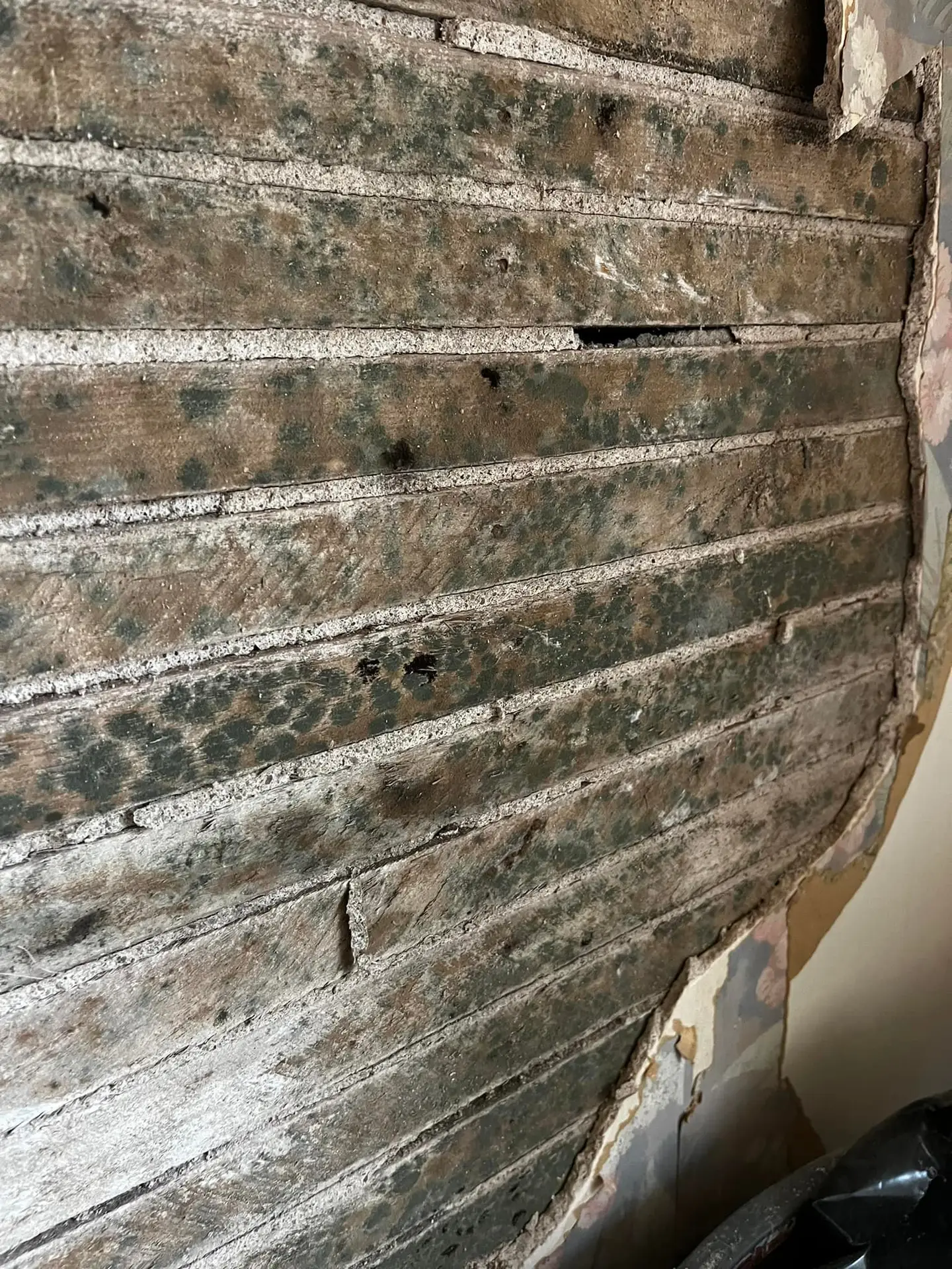 Mold Myths Debunked: What Every Homeowner Needs to Know