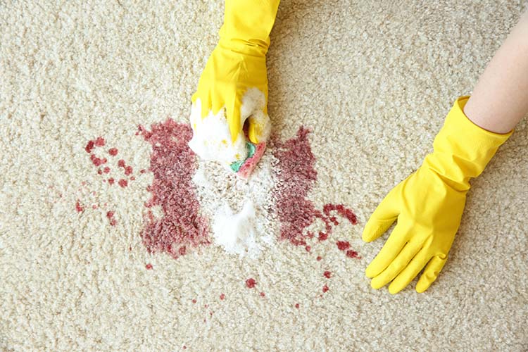Hands in rubber gloves cleaning carpet with sponge and detergent